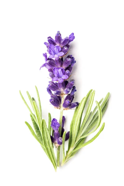 Lavendel Blomma Och Blad Vit Bakgrund Närbild — Stockfoto