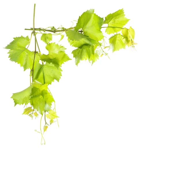 Grens Van Witte Achtergrond Geïsoleerde Druivenbladeren — Stockfoto