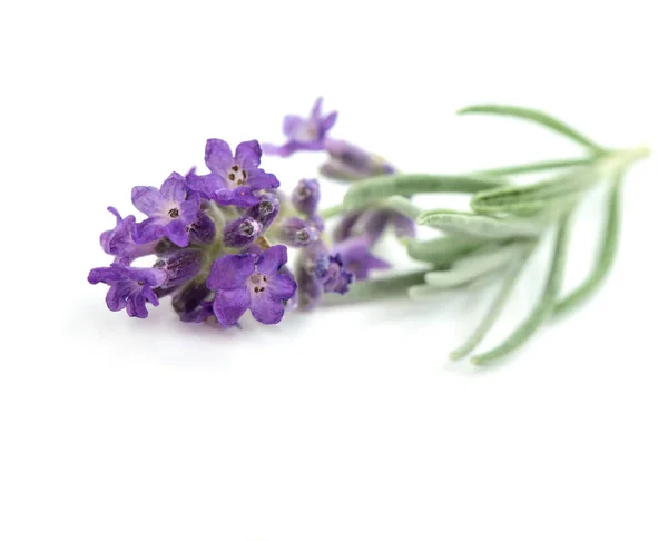 Lavendelblüte Mit Blättern Auf Weißem Hintergrund Makroaufnahme — Stockfoto