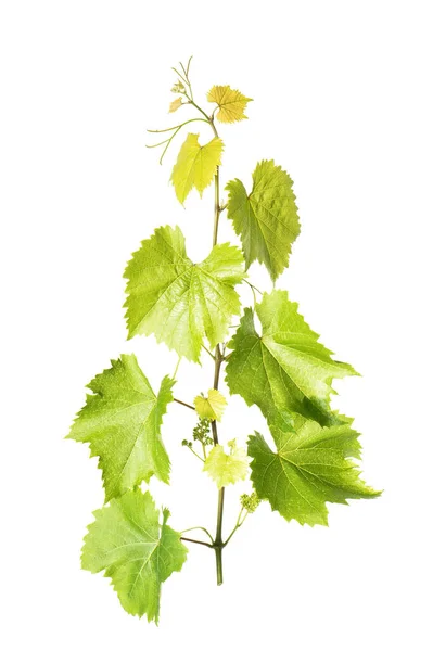 Druivenbladeren Geïsoleerd Witte Achtergrond — Stockfoto