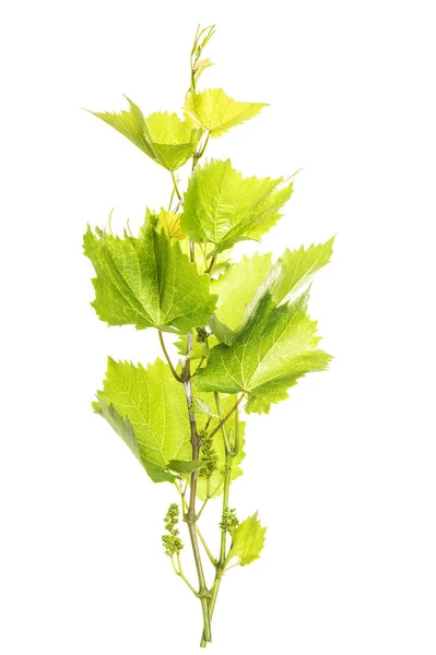 Feuilles Vigne Fraîches Vertes Isolées Sur Fond Blanc — Photo