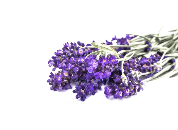 Lavendel Bloem Boeket Witte Achtergrond — Stockfoto