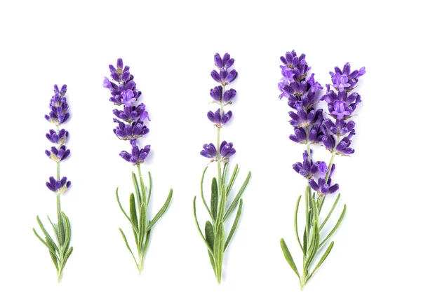 Flores Lavanda Aisladas Sobre Fondo Blanco — Foto de Stock