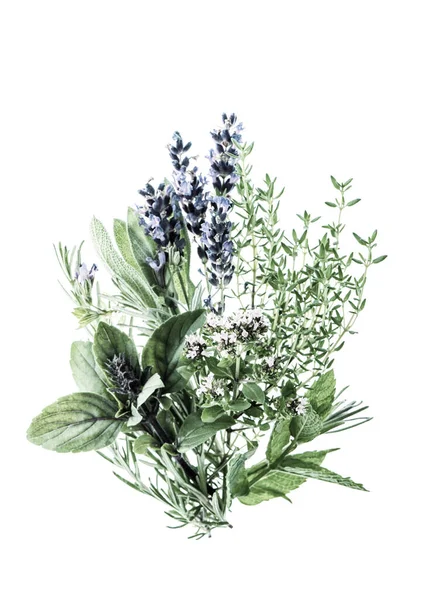 Herbs White Background Basil Sage Thyme Lavender Vintage Toned — Stock Photo, Image