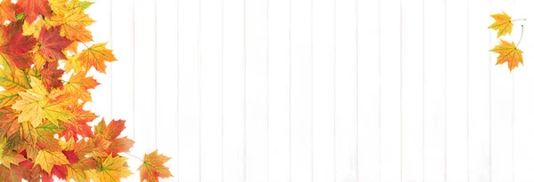 Осенний Цветочный Баннер Листья Клена Белом Деревянном Фоне — стоковое фото
