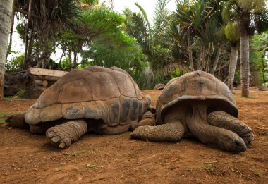 Dev kaplumbağalar (Dipsochelys Gigantea) Mauritius 'taki tropik parktaki palmiye ağaçlarının altında