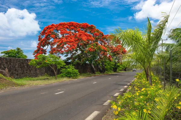 Tropiska Exotiska Växter Och Palmer Mauritius Island Landskap — Stockfoto