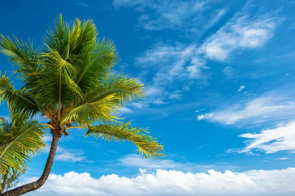 Grön Palm Mot Blå Himmel Sommar Natur Resa Bakgrund — Stockfoto