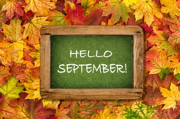 Hallo September Maple Bladeren Groen Krijtbord Herfst Achtergrond — Stockfoto