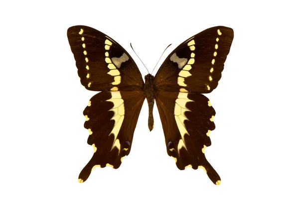 Motyl Duży Brązowy Izolowane Białym Tle — Zdjęcie stockowe