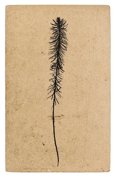 植物のシルエットで再生紙の質感 クラフトカートンの背景 — ストック写真
