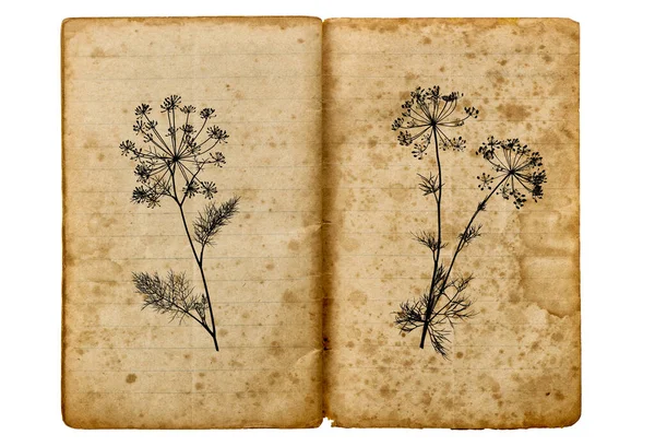Vecchio Libro Scuola Con Aneto Pianta Disegno Texture Carta Invecchiata — Foto Stock