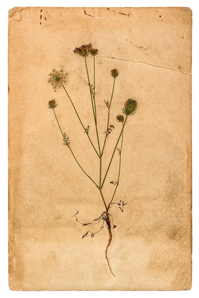 白地に植物ハーバリウムの使用済み紙ページ — ストック写真