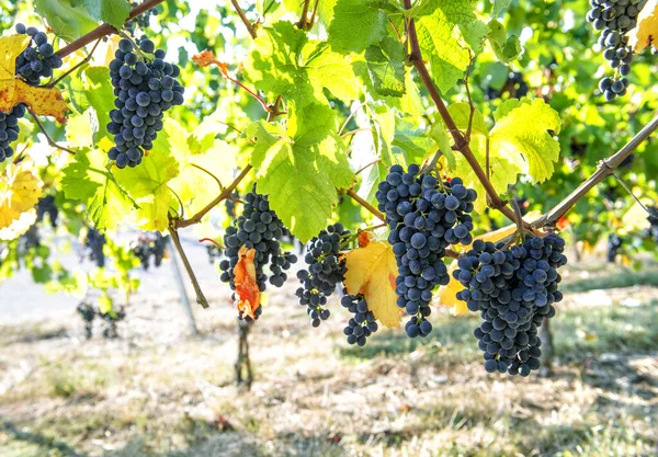 Raisin Aux Feuilles Vertes Jaunes Rouges Sur Vigne Paysage Automne — Photo