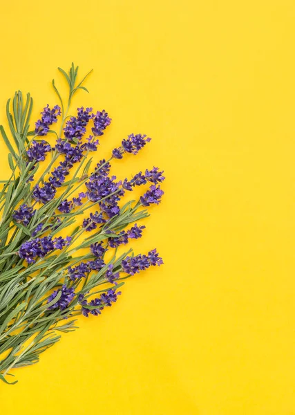 Flores Lavanda Sobre Fondo Amarillo Frontera Botánica Floral — Foto de Stock