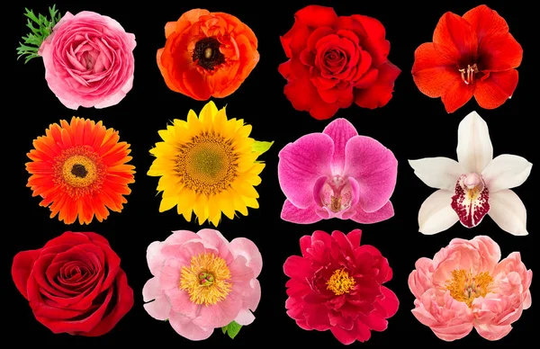 Single Flower Head Rose Orchid Peony Sunflower Amaryllis Gerber Ranunculus — Stock Photo, Image