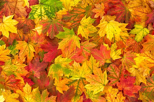 Gelb Rot Orange Blätter Des Herbst Ahorns — Stockfoto