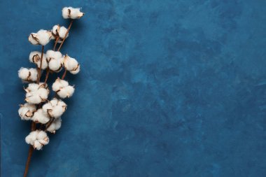 Düz kadınsı mavi arka plan ile yapay pamuk çiçek şube yatıyordu. Tebrik kartı ve tasarım öğesi olabilir. Üstten görünüm, kopya alanı.