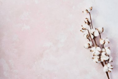 Yapay pamuk çiçek dalı ile kadınsı pembe arka plan düz yatıyordu. Tebrik kartı ve tasarım öğesi olabilir. Üstten görünüm, kopya alanı metin için.