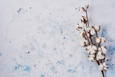 Düz beyaz ve mavi arka plan yapay pamuk çiçek dalı ile yatıyordu. Tebrik kartı ve tasarım öğesi olabilir. Üstten görünüm, kopya alanı metin için.