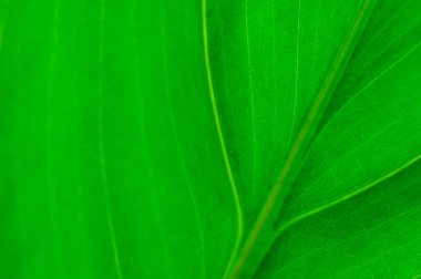 yakın çekim yeşil yaprak arka planı için.