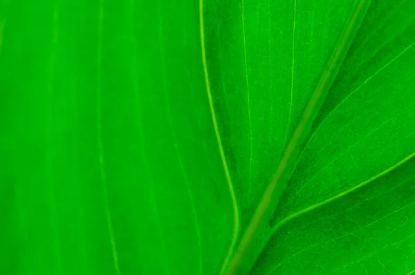 Primer plano de la hoja verde para el fondo . — Foto de Stock