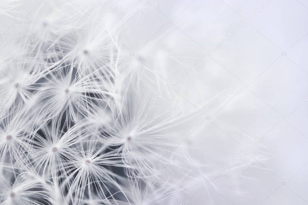 Close up of Dandelion seeds for background