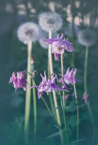 Verão Fundo Aquilegia Roxo Flores Pela Estrada Manhã Luz Closeup — Fotografia de Stock