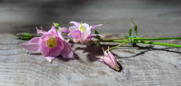 Nature Morte Rustique Dans Vase Verre Belles Fleurs Rose Blanc — Photo