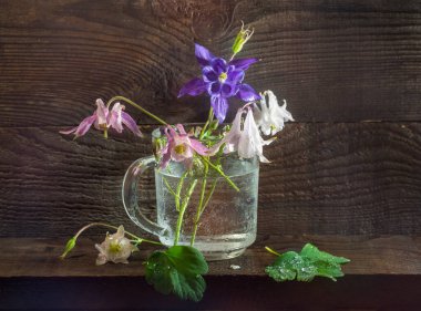 Kırsal yaşam cam bardakta güzel çiçekler pembe mavi Aquilegia ahşap arka planda. Yakın çekim