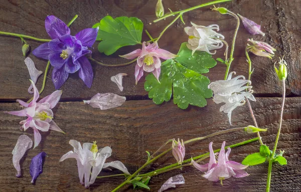 Flatley Bei Fiori Rosa Bianco Blu Aquilegia Sfondo Legno Primo — Foto Stock