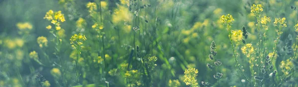 サマーバナーの背景 朝霧の夏の牧草地の草の小石が日の出 — ストック写真