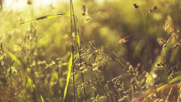 Fondo Verano Mañana Brumoso Verano Prado Hierba Panículas Levantamiento Sol — Foto de Stock