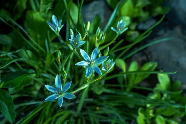 yaz arkaplanı mavi beyaz çiçekler Ornithogalum 'u şekillendirir koyu yeşil sabah ışığı. Güzel doğa kavramı tasarım için idealdir.