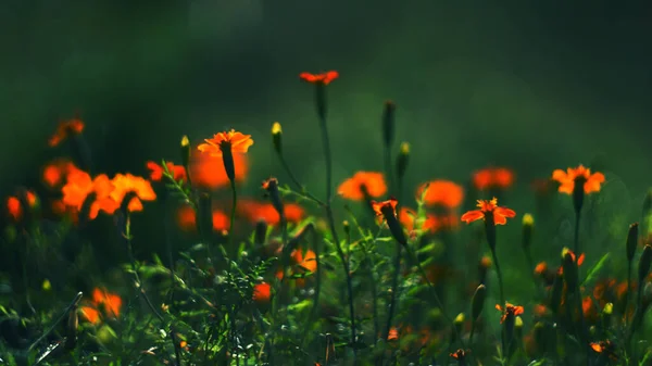 Kukkien Maisema Oranssi Hehku Auringossa Tummanvihreä Tausta Kaunis Käsite Luonto — kuvapankkivalokuva