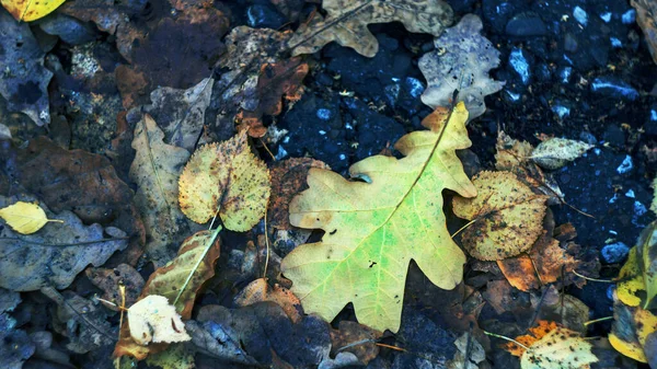 Düşen Yaprakların Sonbahar Arkaplanı Meşe Doğal Mavi Arka Plan Güzel — Stok fotoğraf
