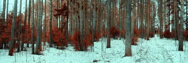Зимой Мистический Пейзаж Соснового Леса Красного Стального Цвета Зимний Фон — стоковое фото
