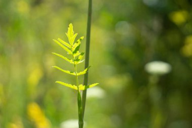 Yazın güneşi altında yeşil çimen yaprağı bulanıklaştı. Bitkisel geçmiş. Kapat.