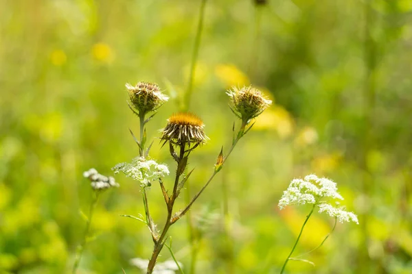 Été Automne Fond Nature Des Herbes Prickly Fleur Herbe Herbe — Photo