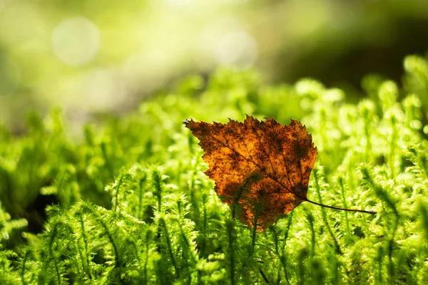 Doğal Orman Yosunu Arka Planı Sarı Sonbahar Huş Yaprağı Yosunlarda — Stok fotoğraf