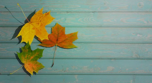 Fundo Outono Folhas Design Maple Simples Cair Sobre Tábuas Madeira — Fotografia de Stock