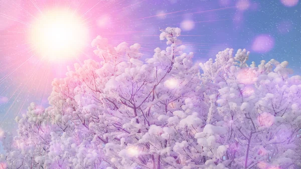 Téli Táj Havas Ágak Alatt Rózsaszín Fehér Puha Bokeh Szín — Stock Fotó