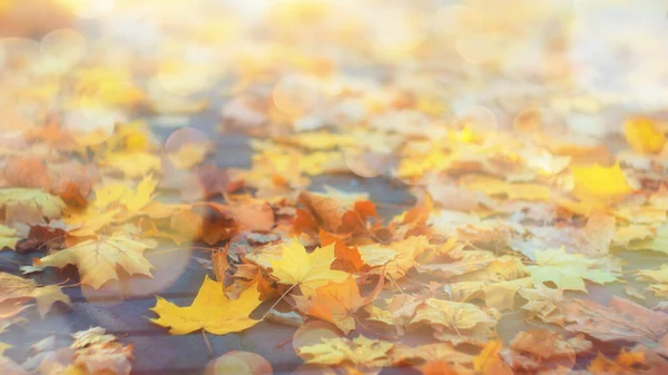 Parlak Sonbahar Akçaağaç Yaprakları Sonbahar Motifleri Parlak Bokeh Bulanık Arkaplan — Stok fotoğraf