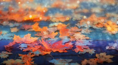 Parlak sonbahar akçaağaç yaprakları. Sonbahar motifleri parlak bokeh bulanık arkaplan. Sonbaharın gelişinin havası