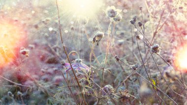 Buz kristallerindeki ilk don çiçekleri sabah güneşi. bir kartpostal veya sosyal ağ geçmişi için sonbahar arkaplanı.