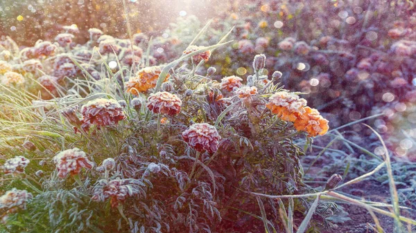 Första Frost Ringblomma Blommor Frost Kristaller Morgon Sol Höst Bakgrund — Stockfoto