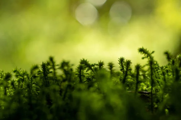 Atmósfera Del Bosque Musgo Primer Plano Macro Borrosa Fondo Bokeh — Foto de Stock