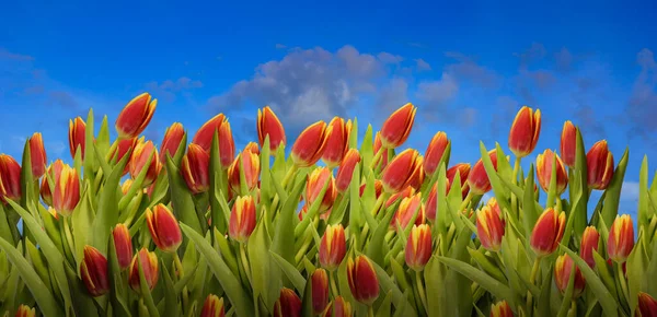 Pole Czerwonych Świeżych Tulipanów Przeciwko Błękitnemu Niebu Chmurami Zachodu Słońca — Zdjęcie stockowe