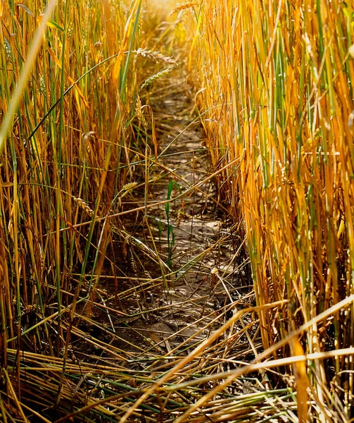 wheat macro path field sun lights. Sunlight wheat field.
