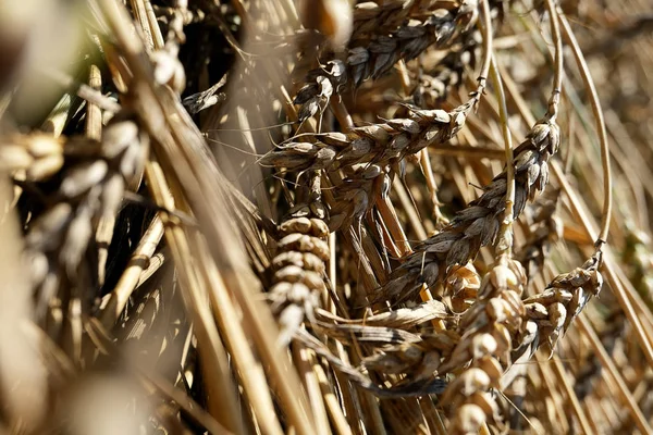 beautiful wheat branches lying at the side field countryside. Backgrounds, textures for decor design social networks accounts. Wheat ears background soft tone natural.Lying wheat ears on land.